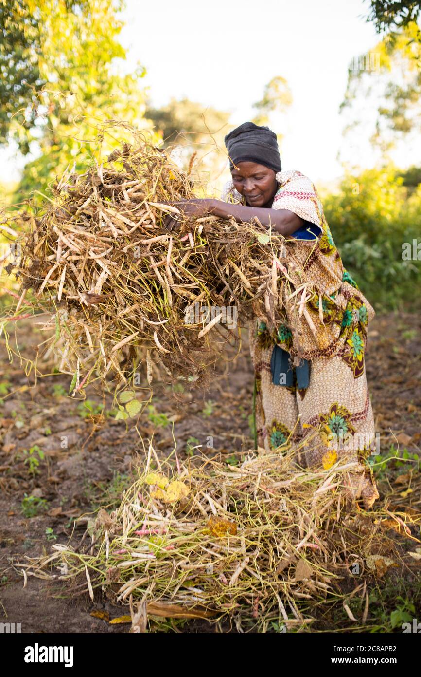 Eine Kleinbäuerin sammelt Bohnenschoten von ihrer Farm im ländlichen Lyantonde District, Uganda, Ostafrika. Stockfoto