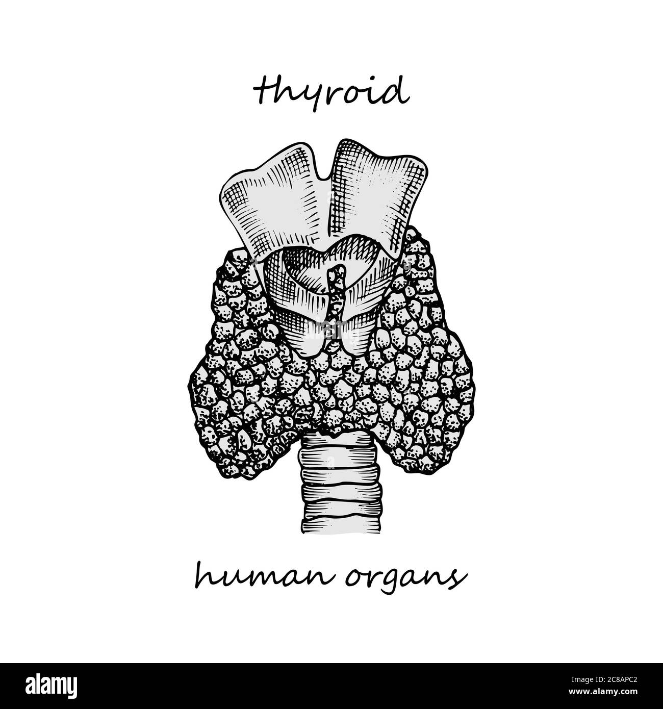 Schilddrüsenstruktur und Teile. Handgezeichnetes Symbol isoliert auf weißem Hintergrund menschliche innere Organe Gravur Skizze Stil Design für medizinische Projekt Stock Vektor
