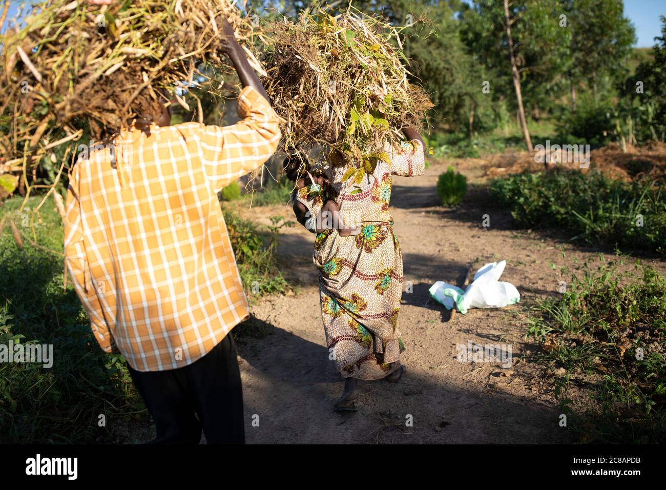 Fleißig arbeitende Bauern tragen Bündel frisch geernteter Bohnenschoten auf ihrem Kopf im ländlichen Lyantonde District, Uganda, Ostafrika. Stockfoto