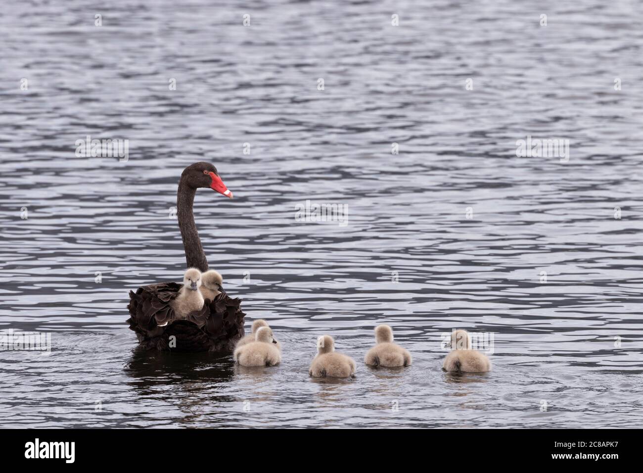 Schwarze Schwanenmutter mit zwei Babycygnets, die sie im Derwent River bei Hobart, Tasmanien, auf dem Rücken reiten. Kulturelles Symbol der Unmöglichkeit und Unerwartetes. Stockfoto