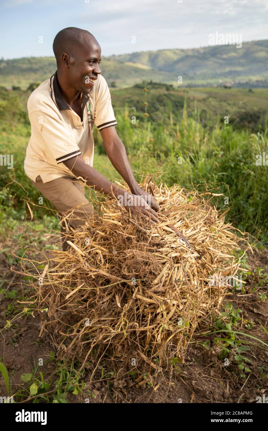 Ein Kleinbauern steht mit seiner frisch geernteten Bohnenernte inmitten der wunderschönen Hanglage des Lyantonde District, Uganda, Ostafrika. Stockfoto