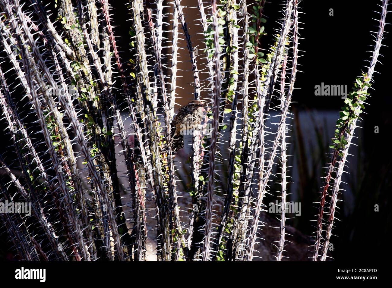 Kaktus-Zaunkönig versteckt sich in den Tarndornen und schützenden Dornen des reifen Ocotillo in Arizona Stockfoto