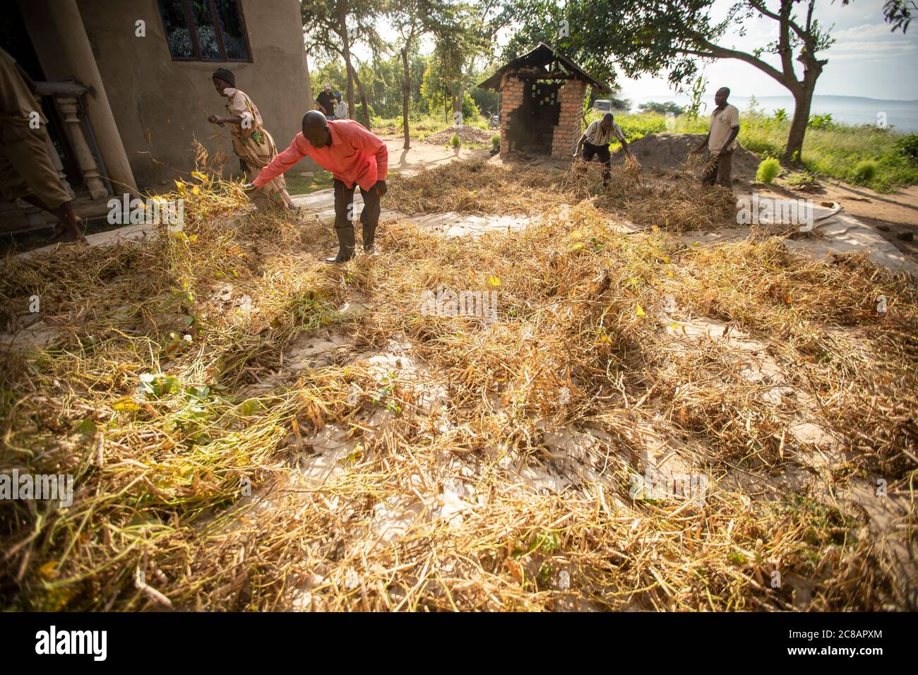 Die Bauern verteilen ihre frisch geernteten Bohnenkulturen auf einer Plane, um sie in der Sonne zu trocknen, bevor sie in Uganda, Afrika, droschen und gewinnen. Stockfoto