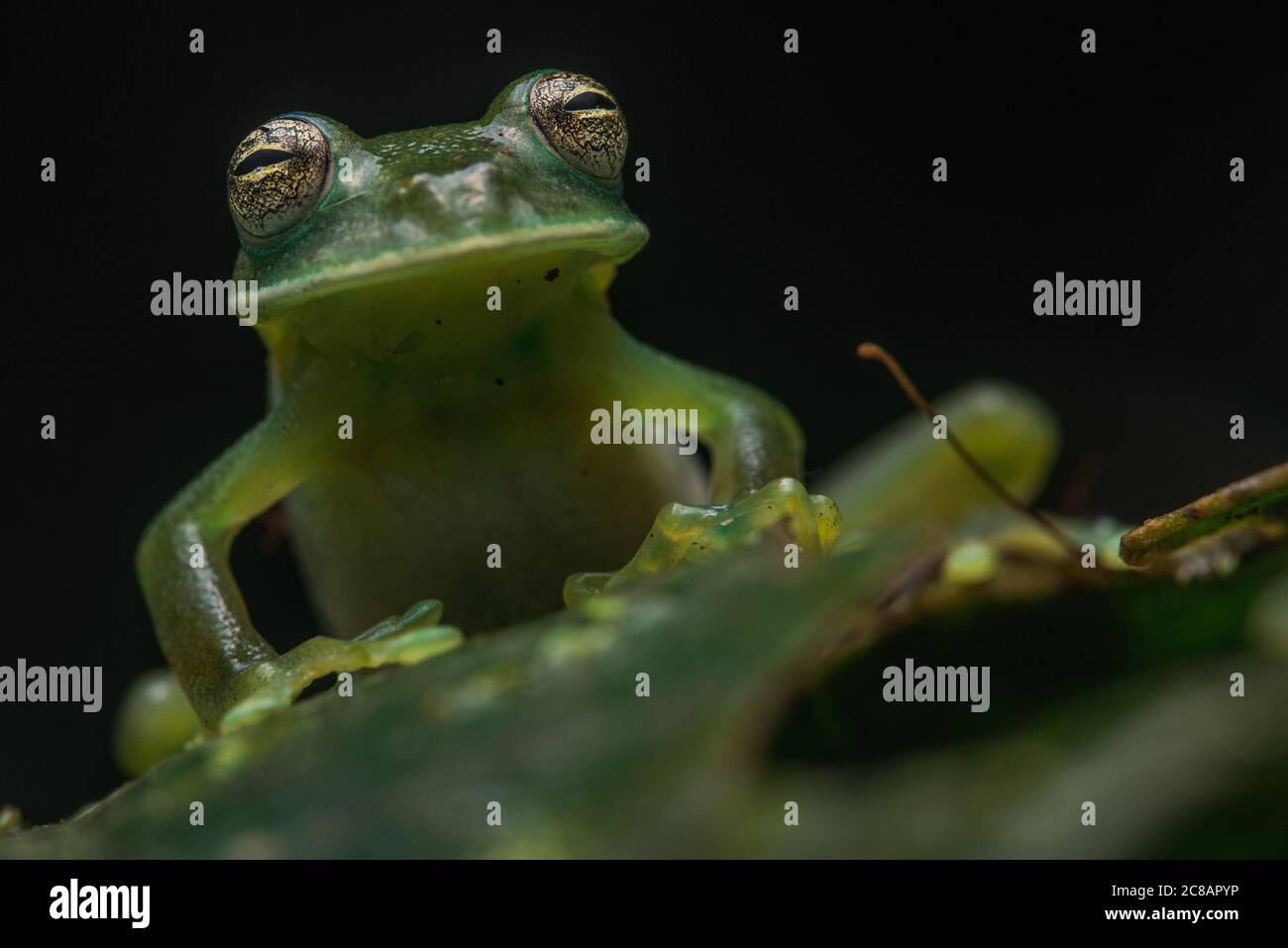 Cochranella nola, eine Art Glasfrosch, die im Regenwald von Peru und Bolivien gefunden wird. Stockfoto