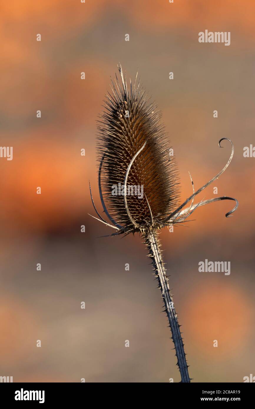 Nahaufnahme einer einzelnen Herbstdistel auf einem stacheligen Stamm in ausgewähltem Fokus mit Kürbisfeld in Bokeh hinten in vertikaler Fotografie mit Kopierraum Stockfoto