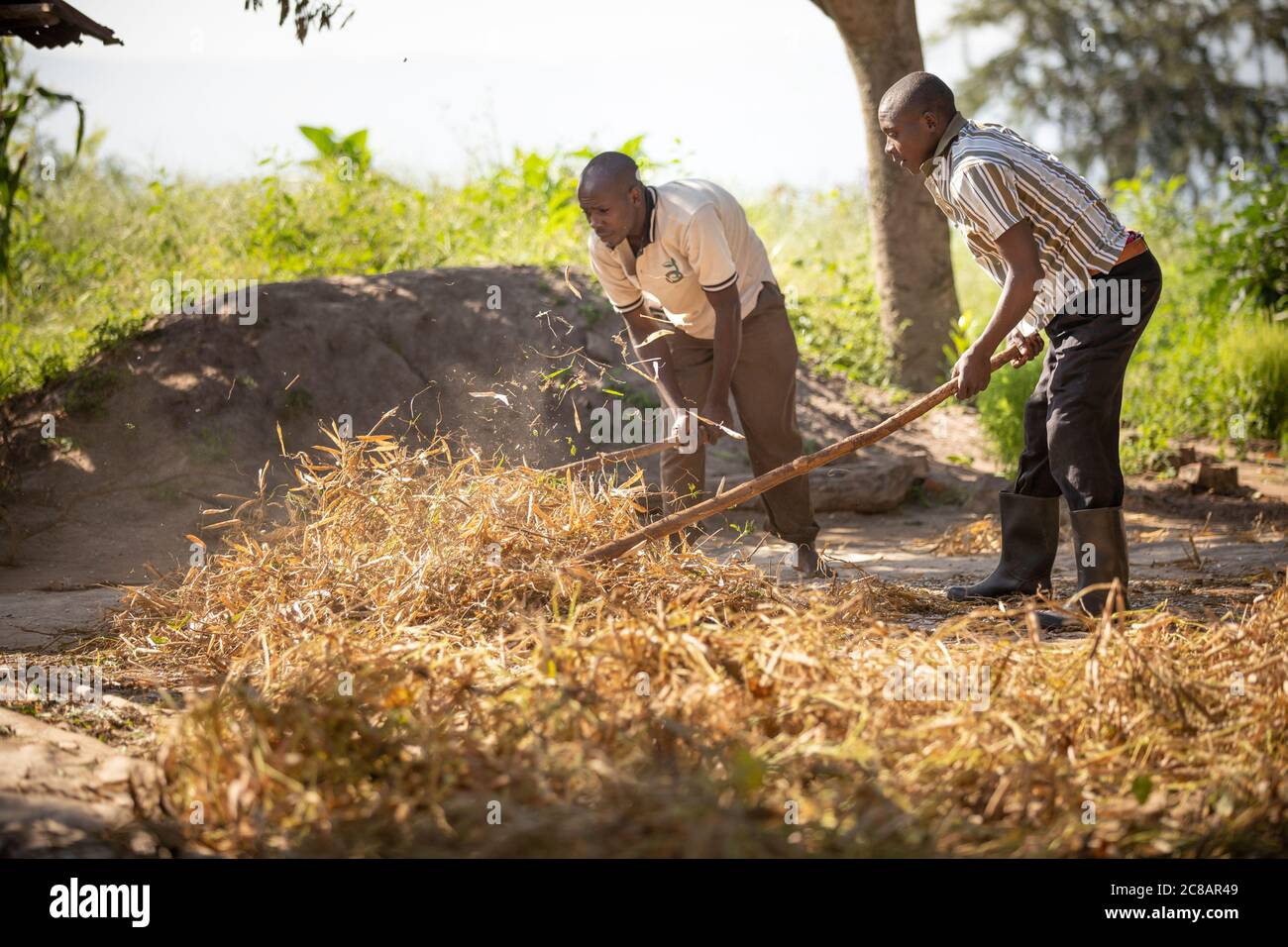Die Bauern dreschen ihre Bohnenernte, indem sie die trockenen Hülsen mit einem großen Stock im ländlichen Lyantonde District, Uganda, Ostafrika, miteinander verprügeln. Stockfoto
