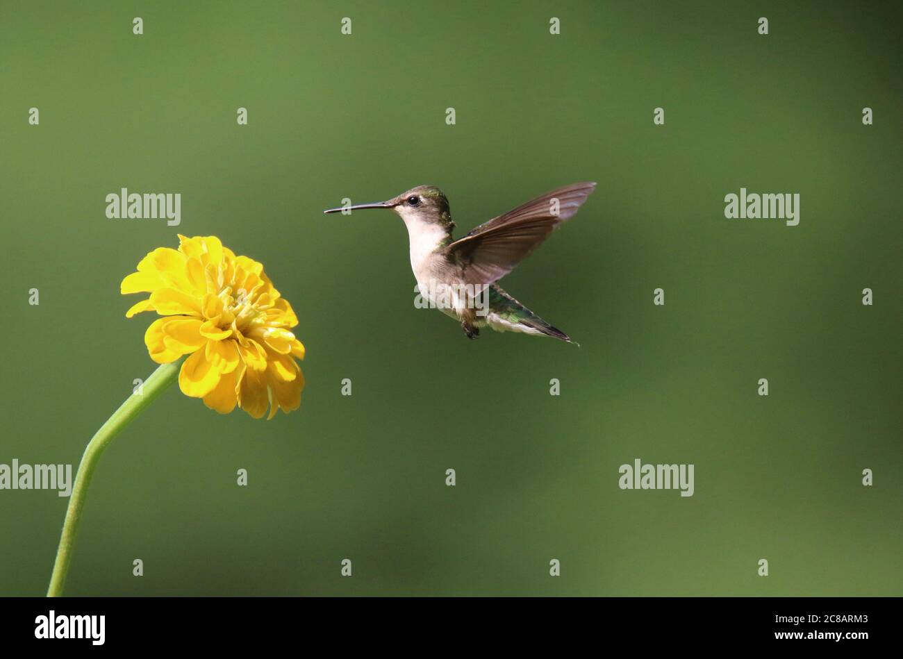 Weibchen Rubinkehlchen-Kolibris Archilochus colubris füttert im Sommer an einer gelben Zinnienblüte Stockfoto