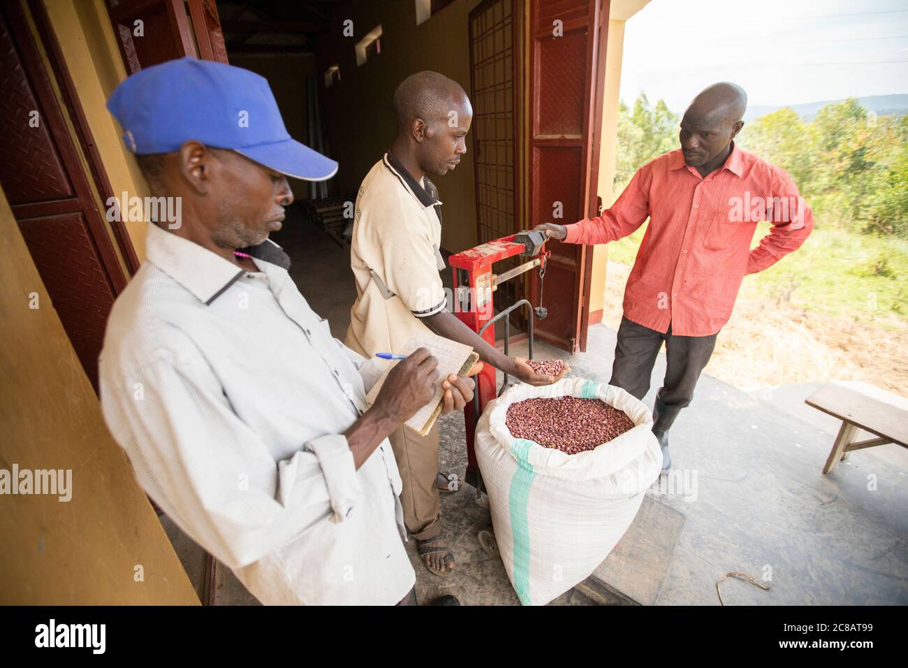 Mitglieder der Bauerngenossenschaft wiegen einen Sack getrockneter Bohnen in einem Fülllager im Distrikt Lyantonde, Uganda, Ostafrika. Stockfoto