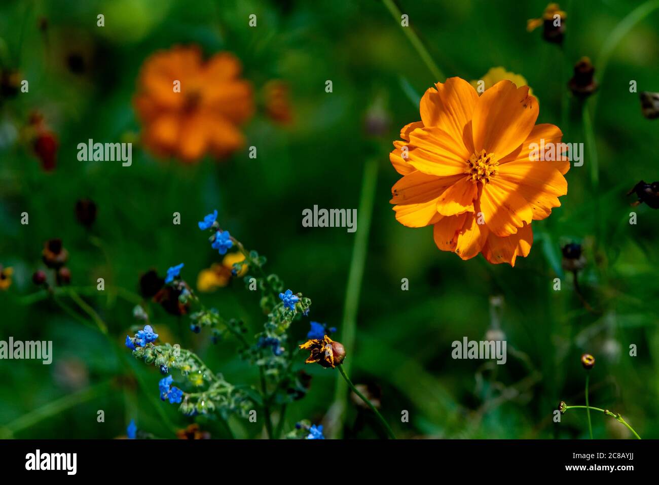 Orangenblüten Stockfoto