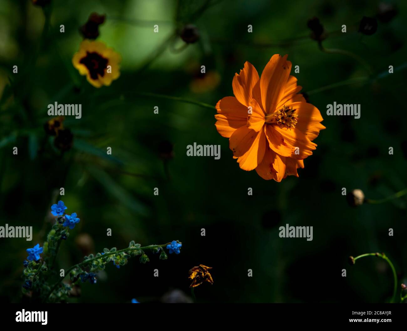Tieforange Blume in gesprenkeltem Licht. Stockfoto