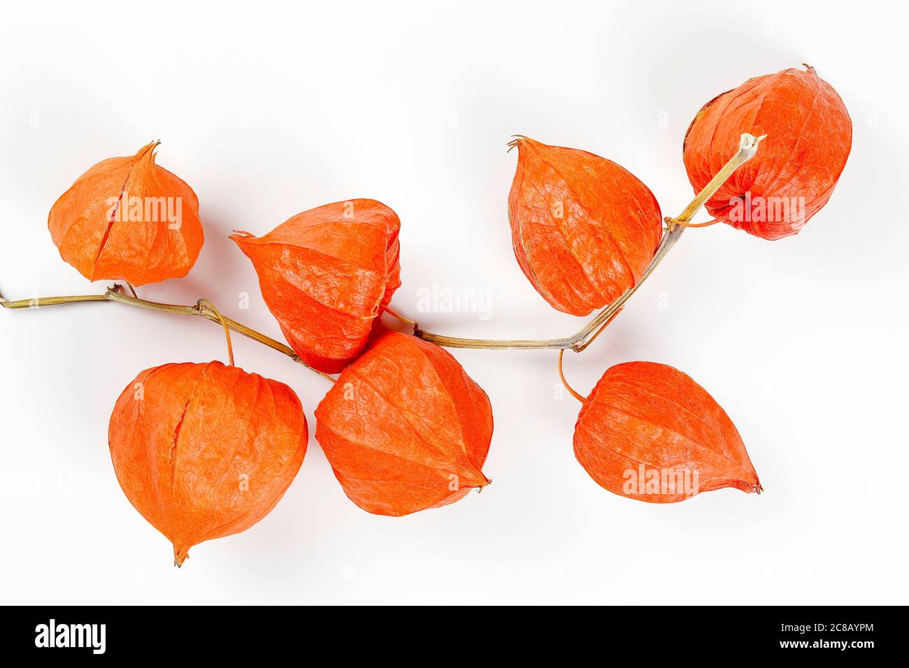 Zweig der Physalis-Pflanze auf weier Oberflche Stockfotografie - Alamy