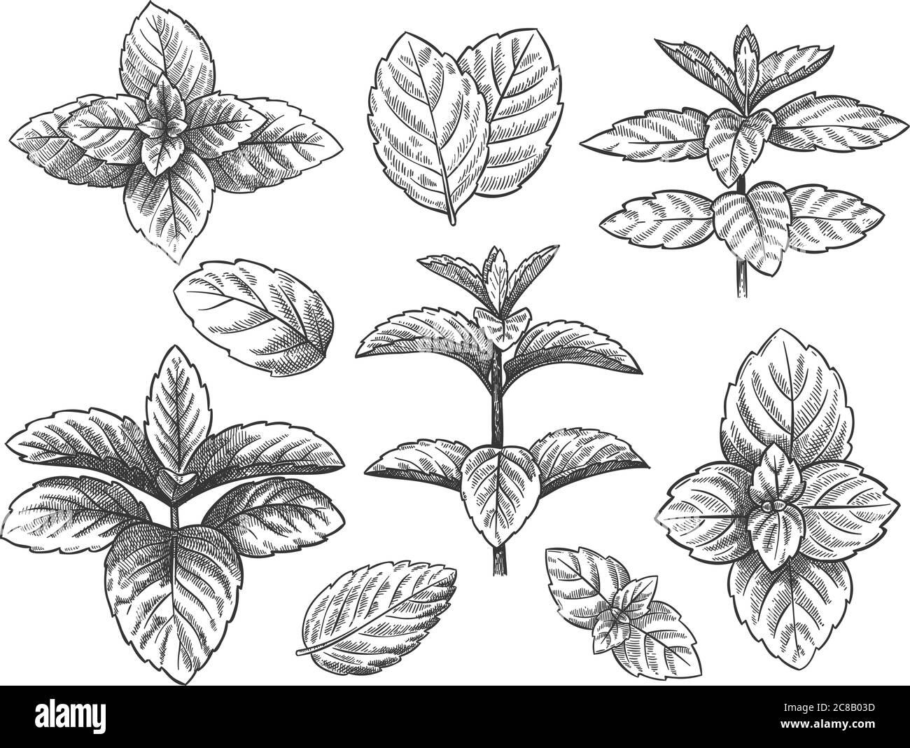 Eingravierte Minzblätter. Skizze Pfefferminzkraut, Spearminzpflanze. Menthol Blatt retro Hand gezeichnet Vektor botanische isolierte Illustration. Heilkraut für Stock Vektor
