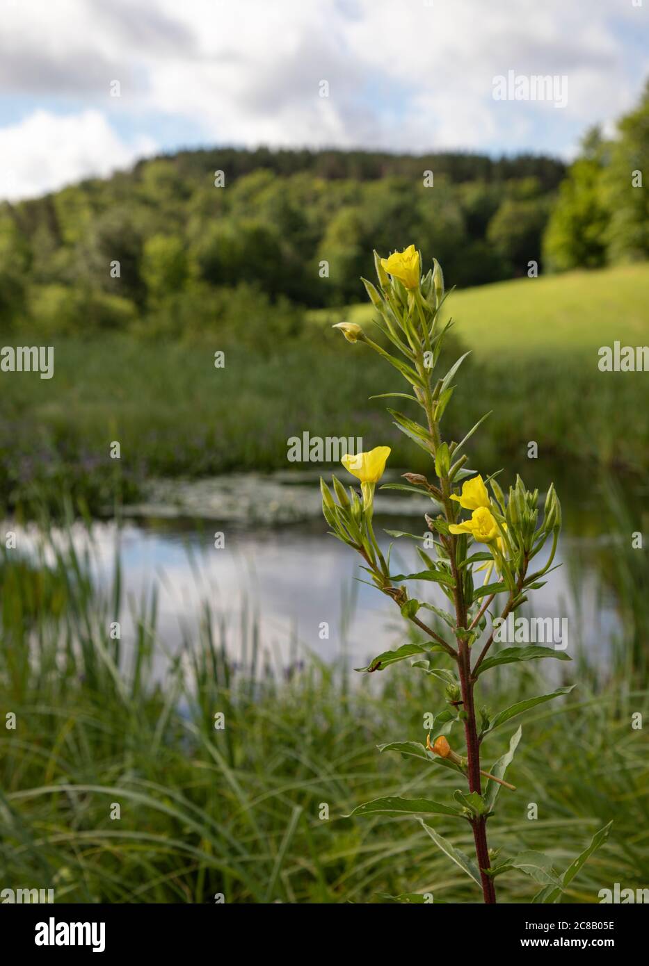 Gelbe Nachtkerze mit einem ländlichen Landschaftshintergrund Stockfoto