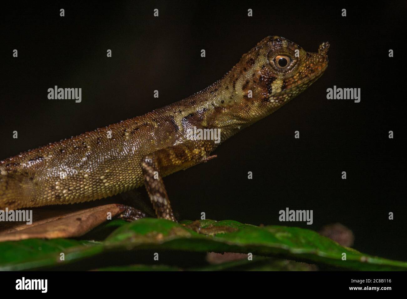 Die verzierte erdlose Agama (Aphaniotis ornata) eine Eidechsenart, die im Dschungel von Borneo endemisch ist. Stockfoto