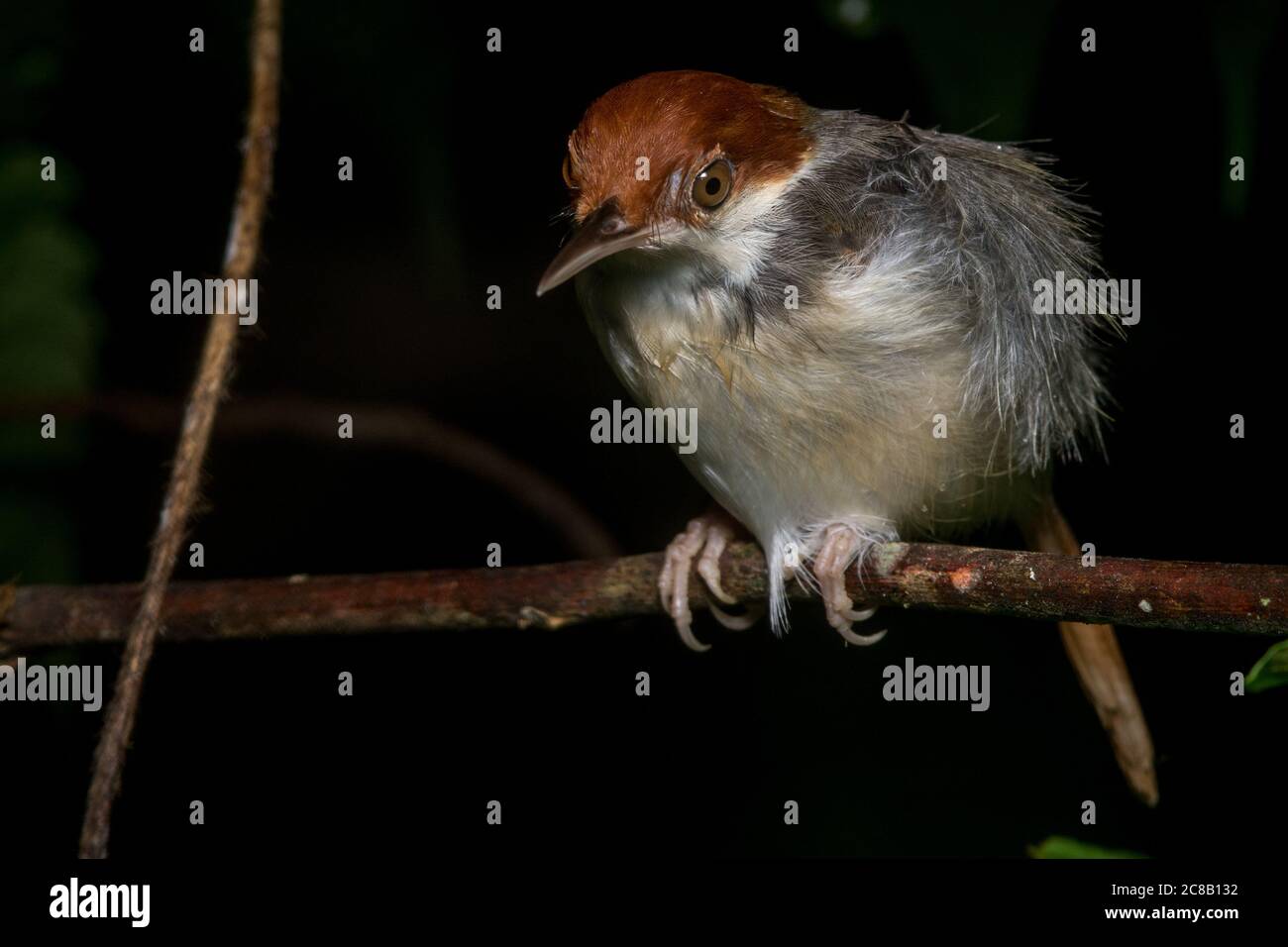 Rufous tailorbird (Orthotomus sericeus) aus Borneo. Stockfoto