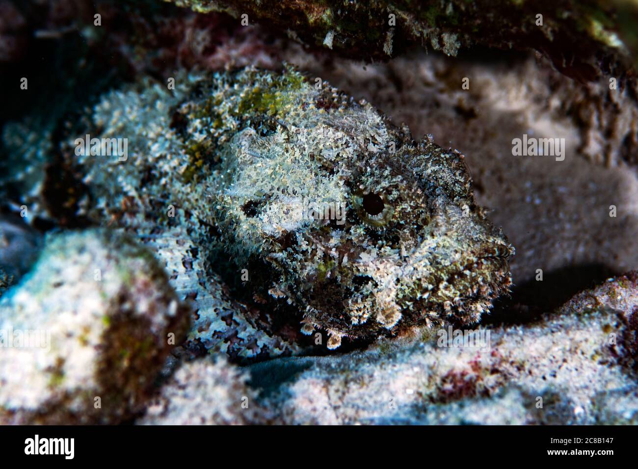 Ein Skorpionfisch unter den Felsen in Bonaire, Niederlande. Sebastistes mauritiana. Stockfoto