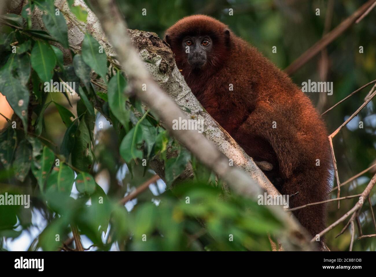 Ein brauner Titi-Affe aus dem Amazonas-Regenwald im peruanischen Amazonas in der Nähe der Biologischen Station Los Amigos. Stockfoto
