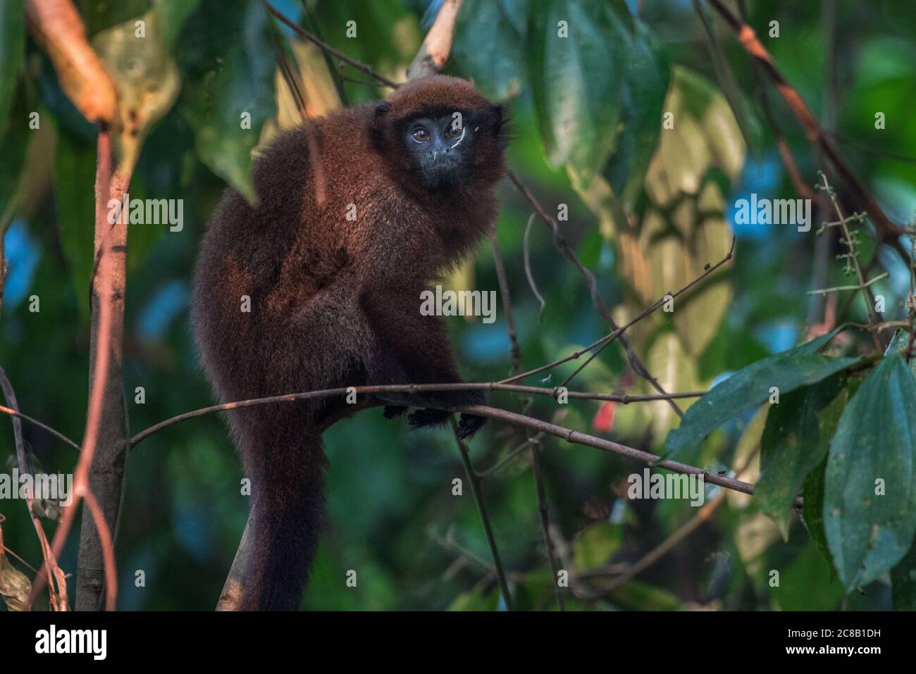 Ein brauner Titi-Affe aus dem Amazonas-Regenwald im peruanischen Amazonas in der Nähe der Biologischen Station Los Amigos. Stockfoto