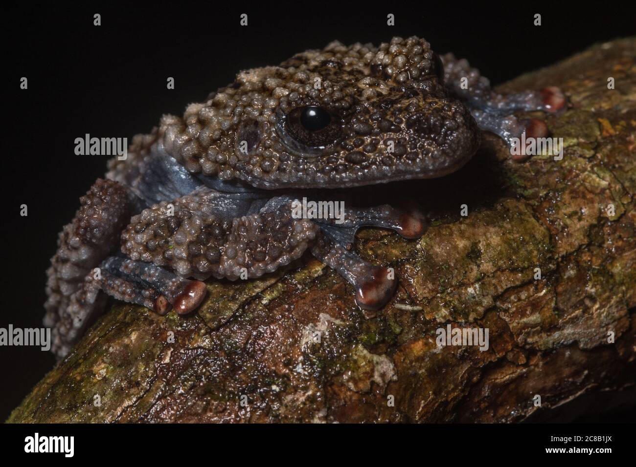 Der stachelige Buschfrosch (Theloderma horridum) ein seltener Frosch, der auf der Insel Borneo gefunden werden kann. Stockfoto