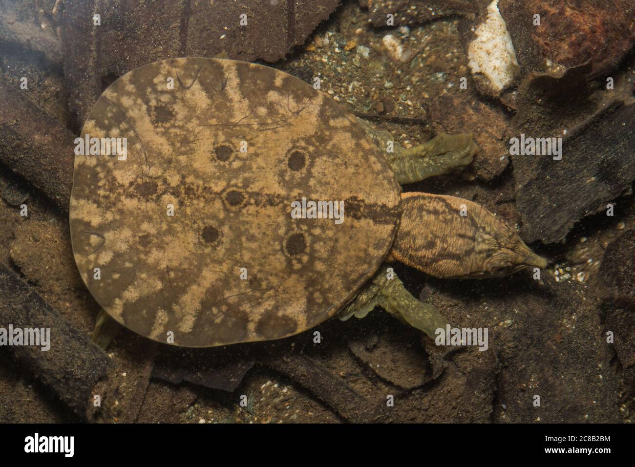 Malayische Softshell-Schildkröte (Dogania subplana), ein Jugendlicher aus einem Dschungelstrom in Borneo. Stockfoto
