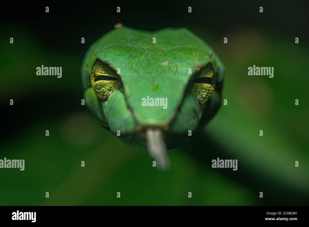Eine große asiatische Weinschlange (Ahaetulla prasina) macht Blickkontakt mit der Kamera, ihre nach vorne gerichteten Augen geben ihr binokulares Sehen und helfen Beute zu fangen. Stockfoto