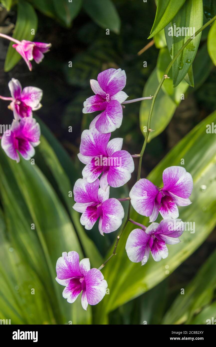 Schöne lila und weiße Phalaenopsis Orchideenblumen mit natürlichem Hintergrund in National Orchideengarten von Singapur botanischen Gärten. Stockfoto