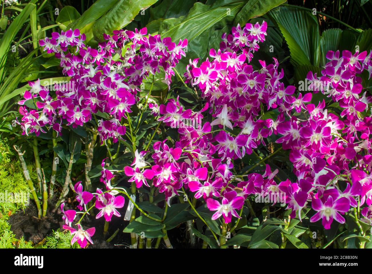 Die Orchidee blüht Denbroium Sonia im National Orchid Garden of Singapore Botanic Gardens. Es ist eine der vielen Dendrobium Hybriden von Orchidaceae. Stockfoto