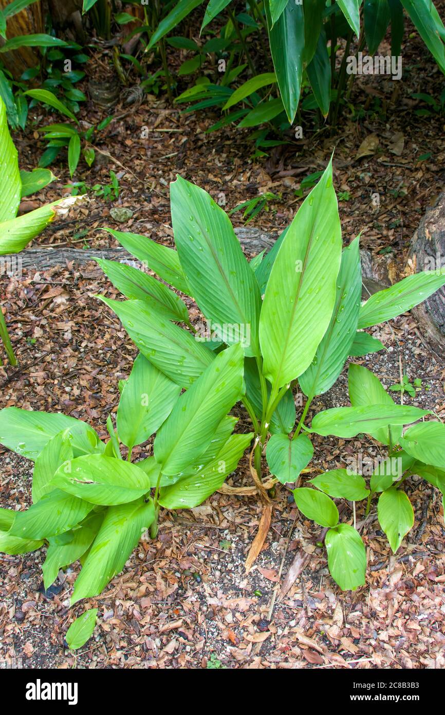 Kurkuma (Curcuma longa) ist eine blühende Pflanze, die Ingwerfamilie, Zingiberaceae, deren Wurzeln in der Küche verwendet werden. Stockfoto