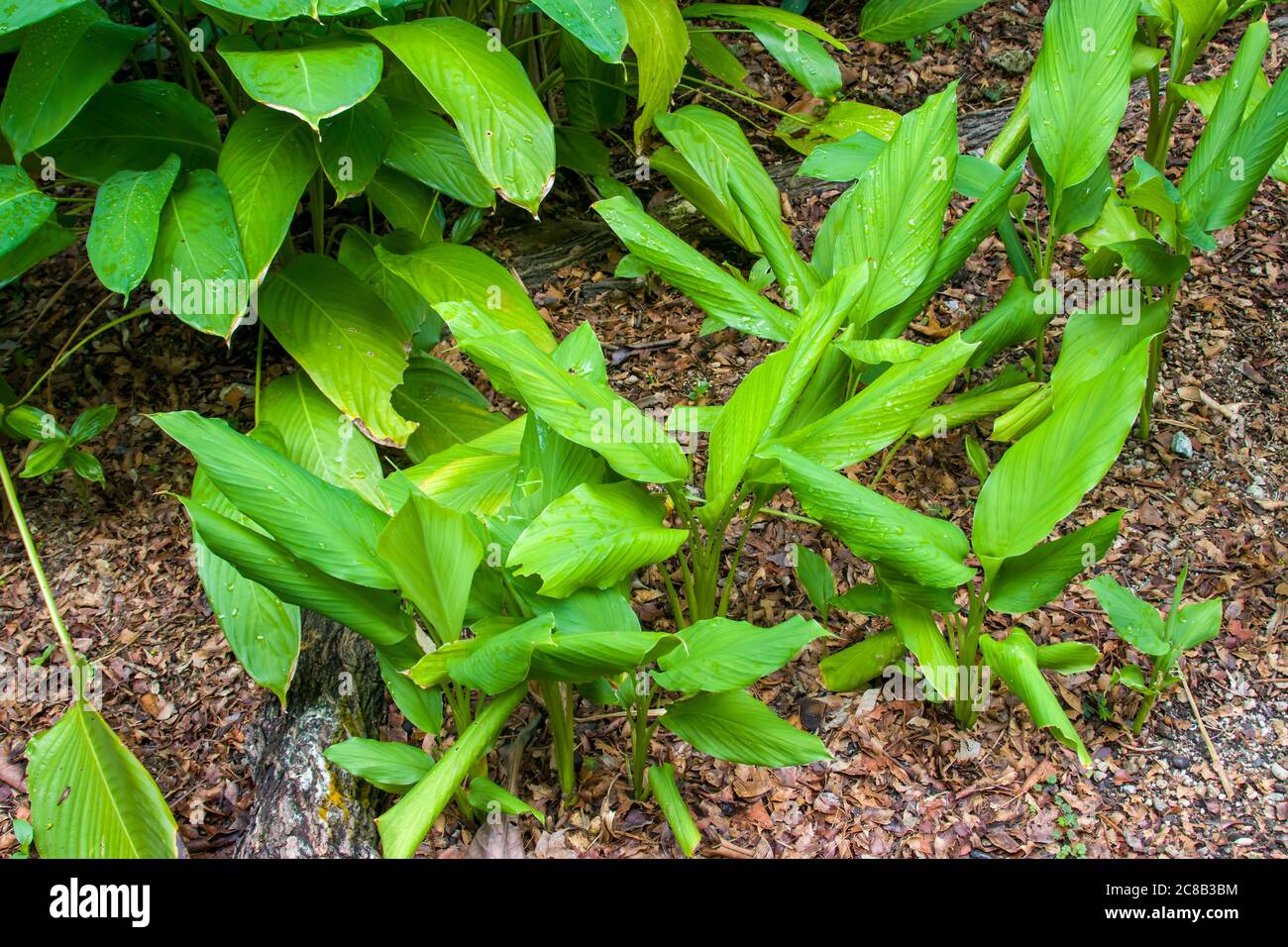 Kurkuma (Curcuma longa) ist eine blühende Pflanze, die Ingwerfamilie, Zingiberaceae, deren Wurzeln in der Küche verwendet werden. Stockfoto