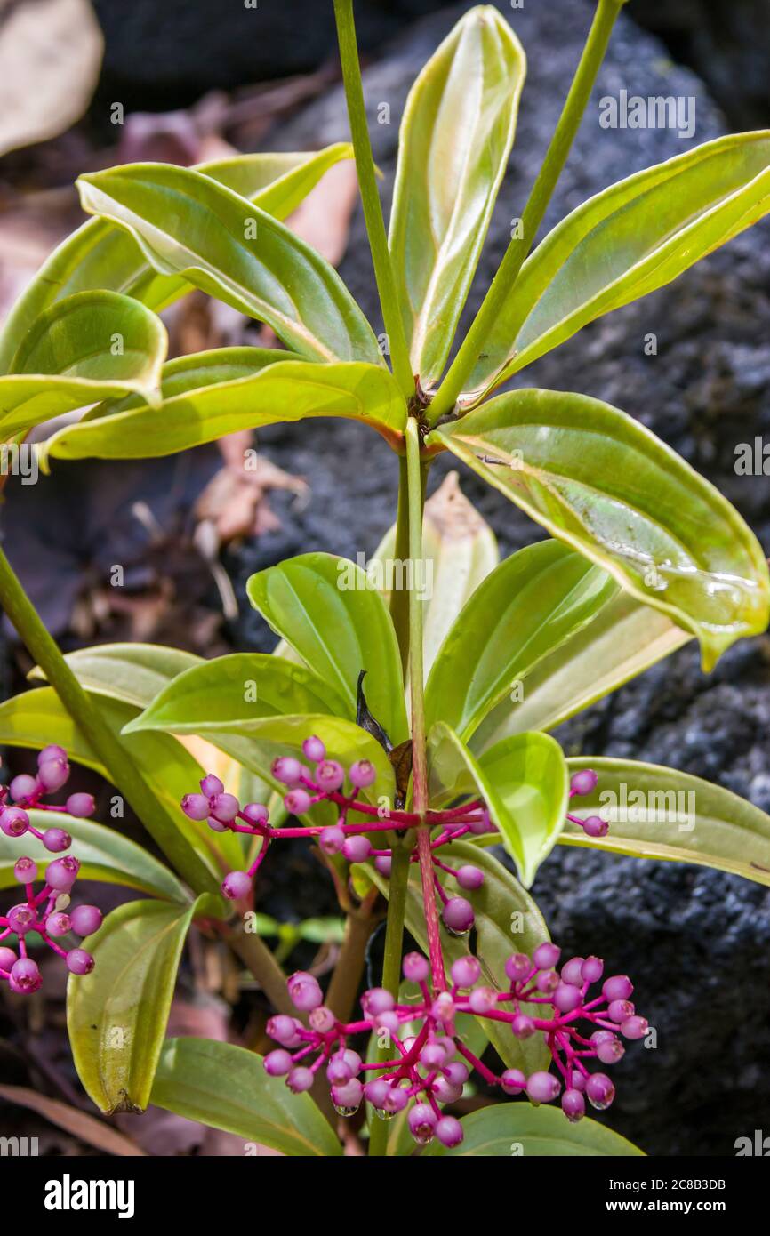 Medinilla pendula ist ein kleiner tropischer Strauch, der Halbschatten bevorzugt und bis zu 1,5 m wachsen kann. Stockfoto