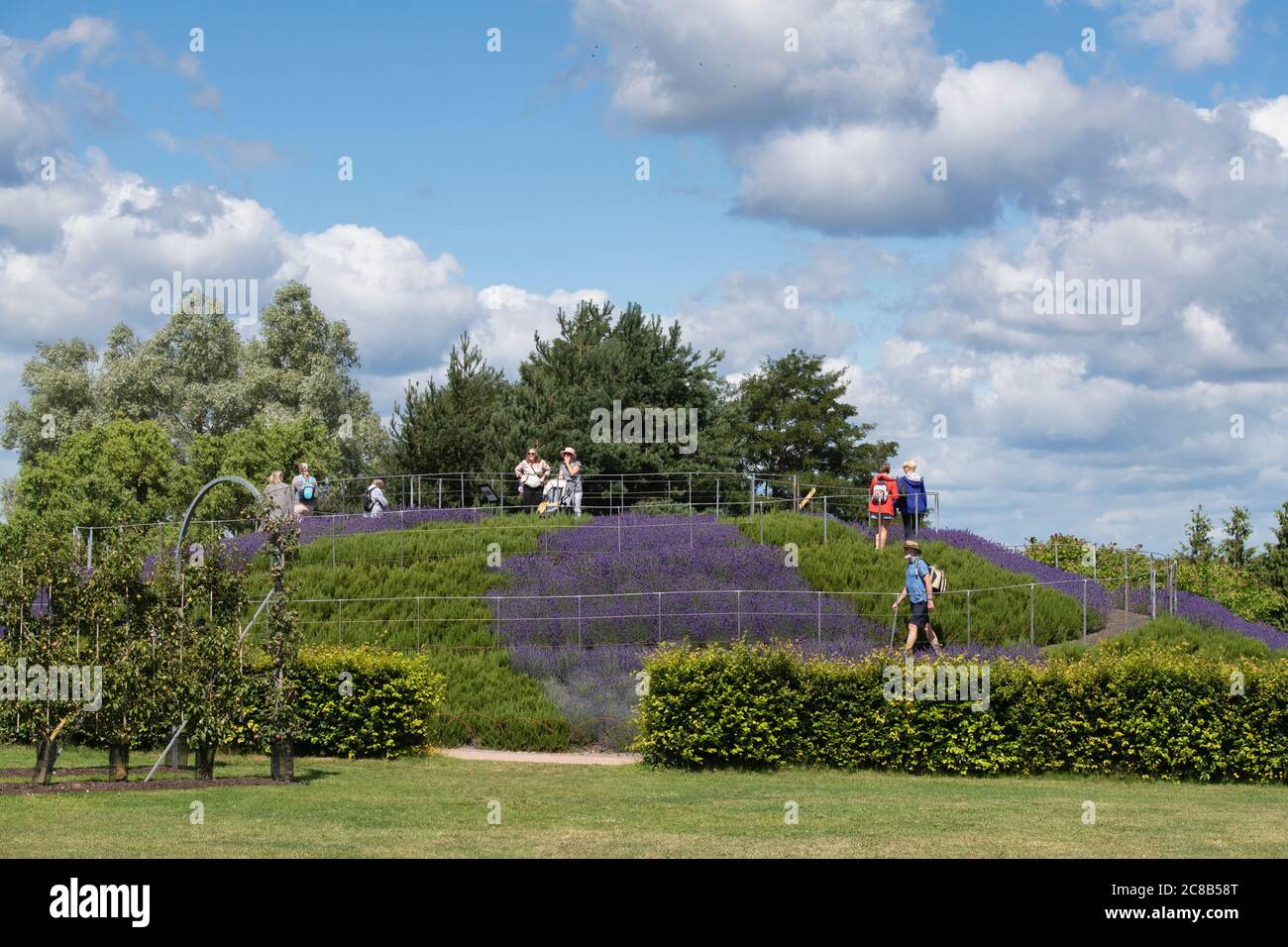 Aussichtssystem mit Lavendel und Rosmarin in den RHS Wisley Gardens, Surrey, England Stockfoto
