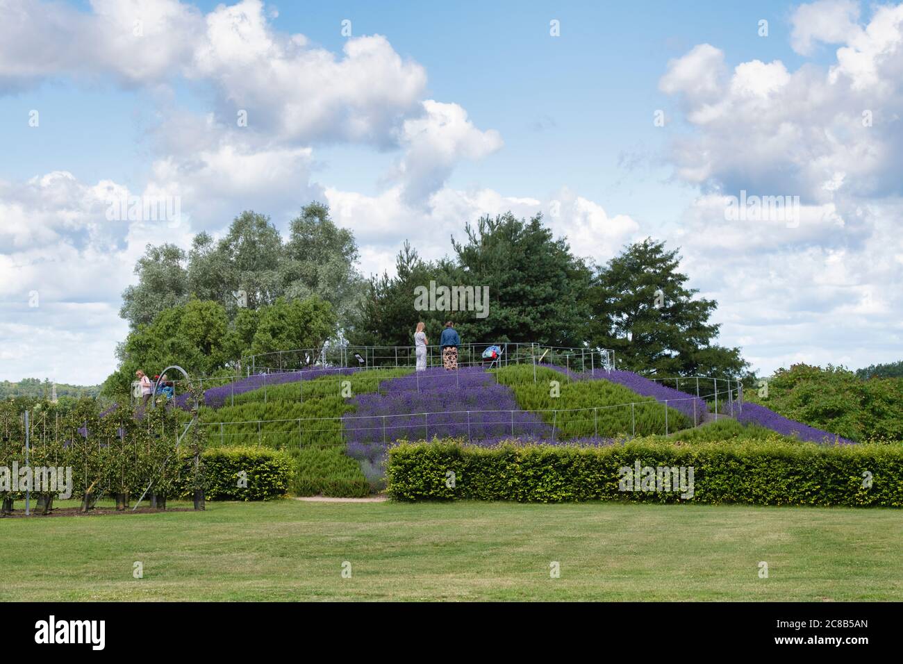 Aussichtssystem mit Lavendel und Rosmarin in den RHS Wisley Gardens, Surrey, England Stockfoto
