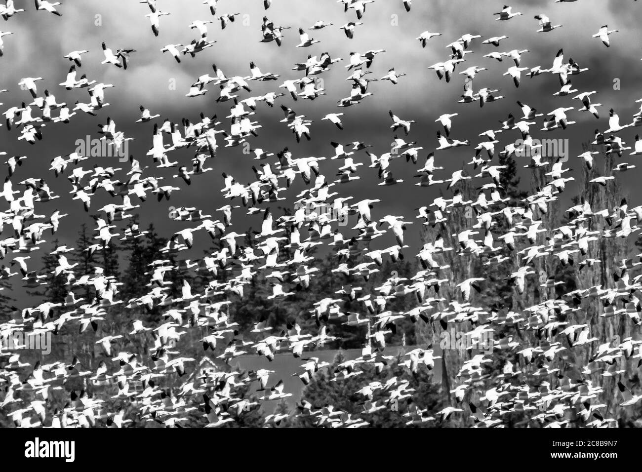 Viele Tausende Schneegänse Flying Skagit Valley Washington Stockfoto