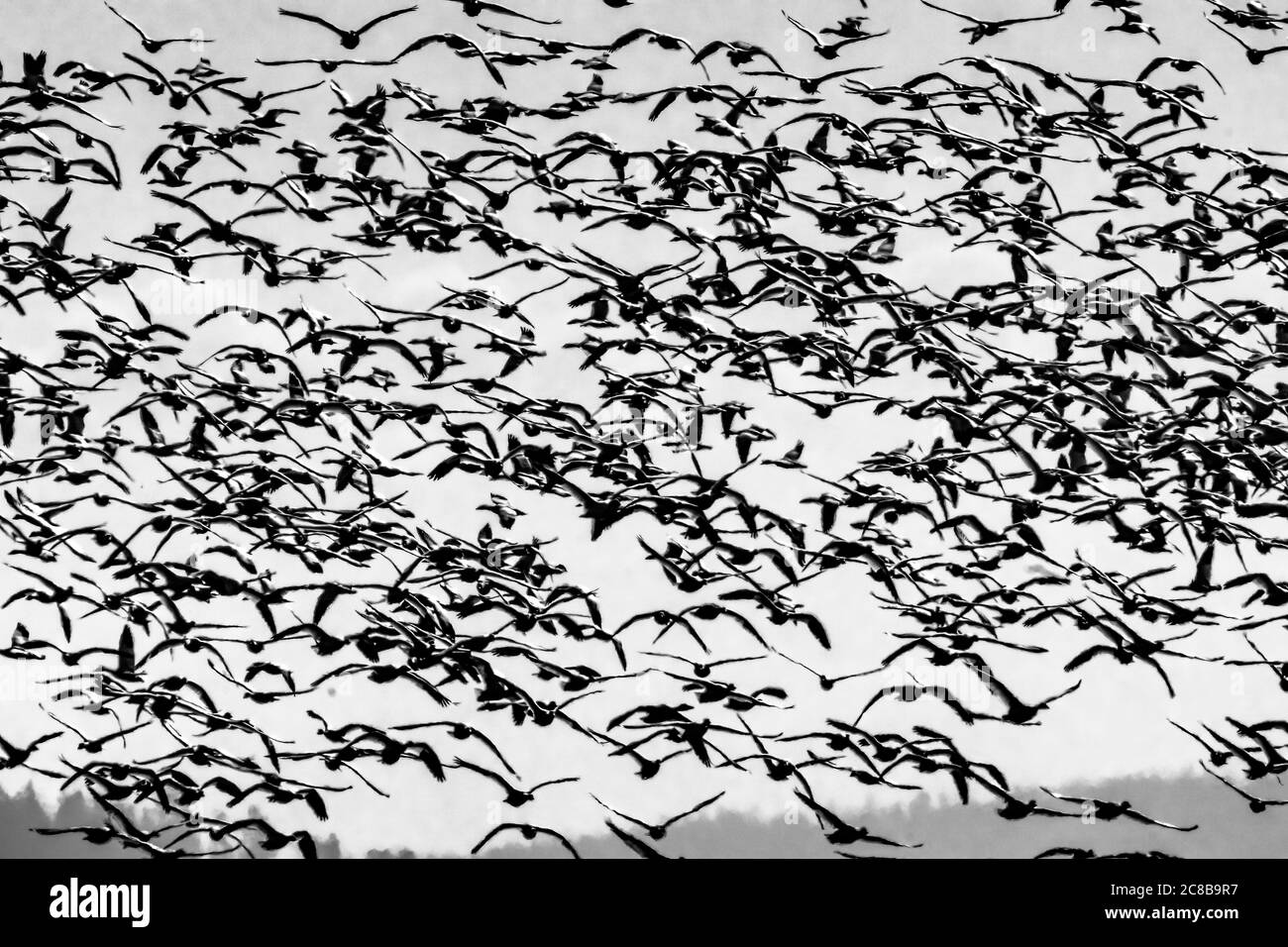 Tausende Schneegänse Flying Skagit Valley Washington Stockfoto