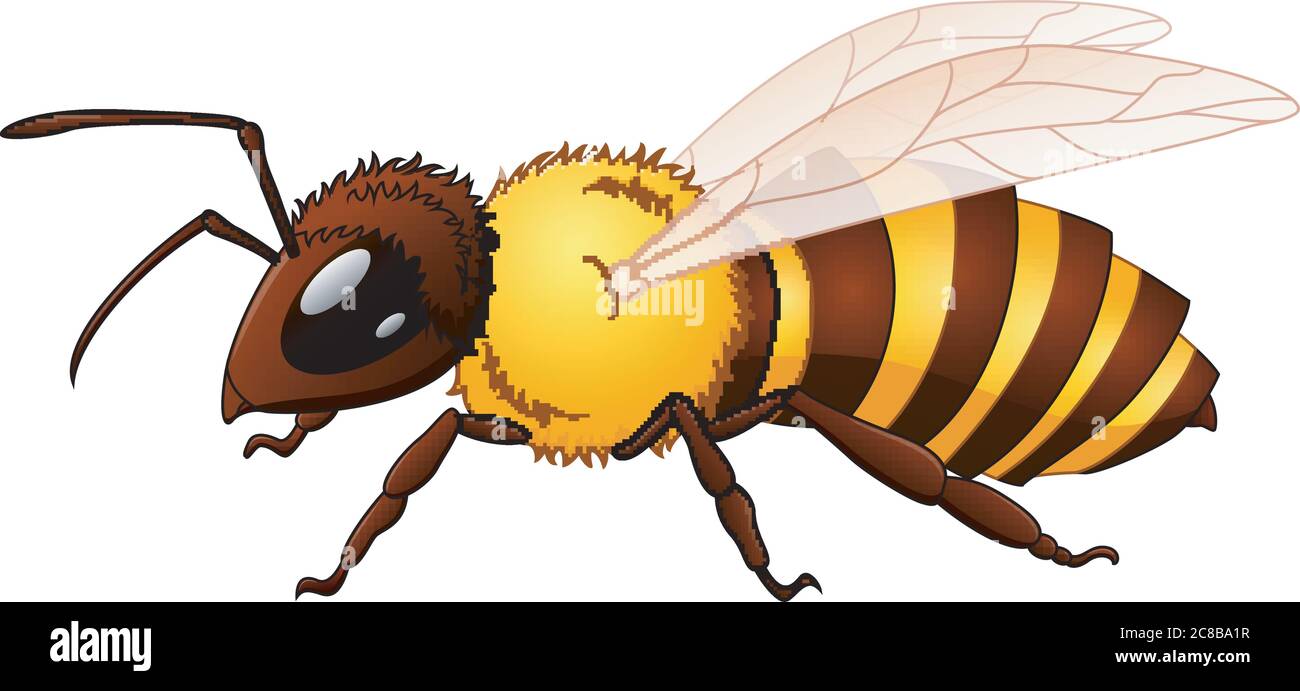 Illustration von Cartoon Wespe Alamy