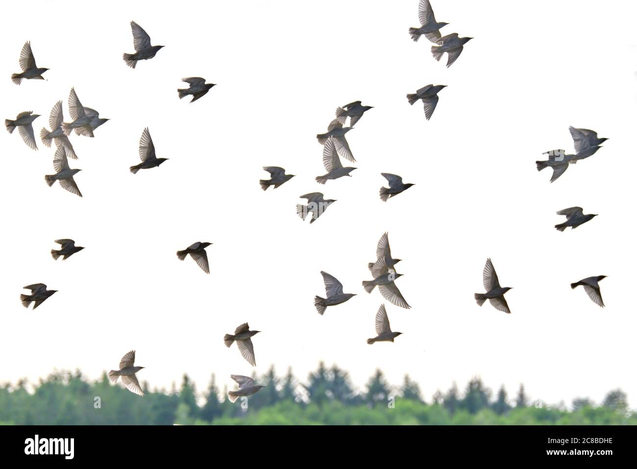 Fliegende Tauben. Flock, Vogelflug. Freie Vögel teilweise isoliert auf weißem Hintergrund, Bäume im Hintergrund Stockfoto