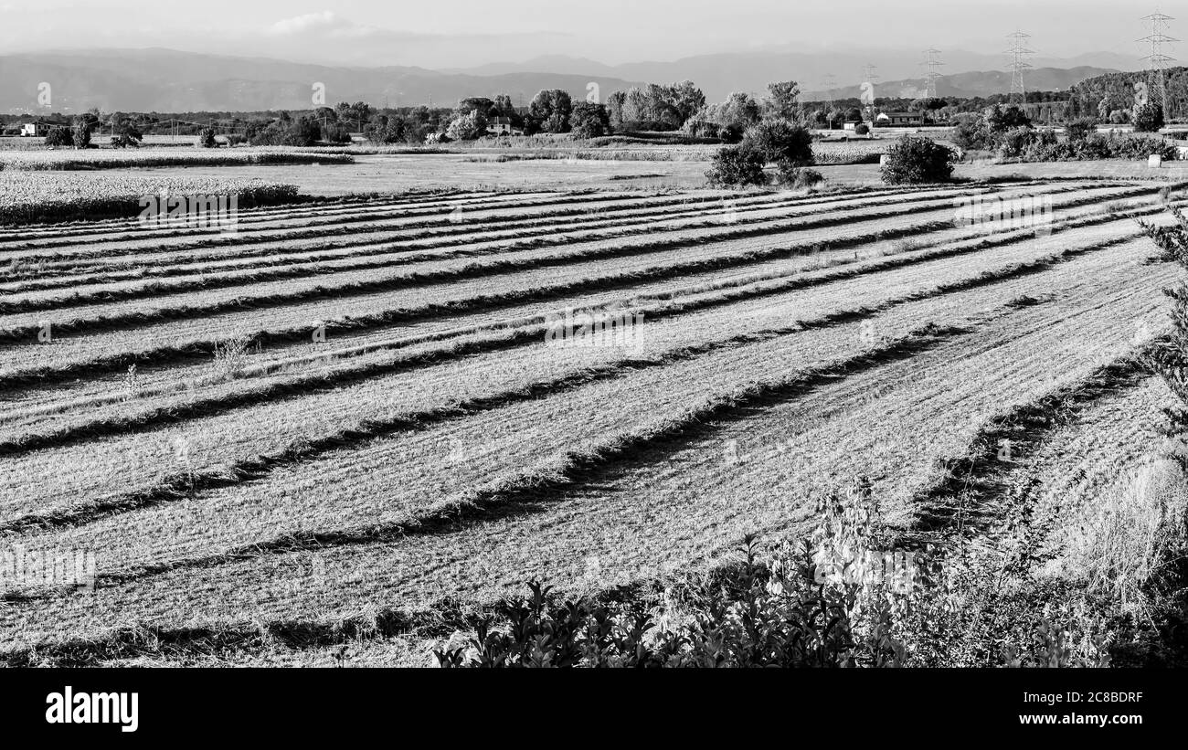 Künstlerische Ausarbeitung eines Feldes mit geschnittenem Gras in schwarz und weiß mit Sepia-Filter und akzentuiertem Kontrast Stockfoto