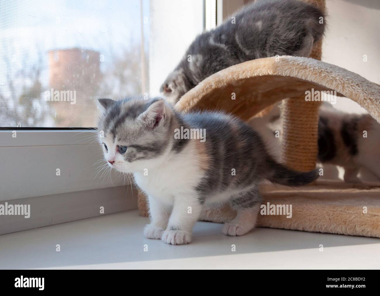 Erschrocken, unsicher Kätzchen macht die ersten Schritte Stockfoto