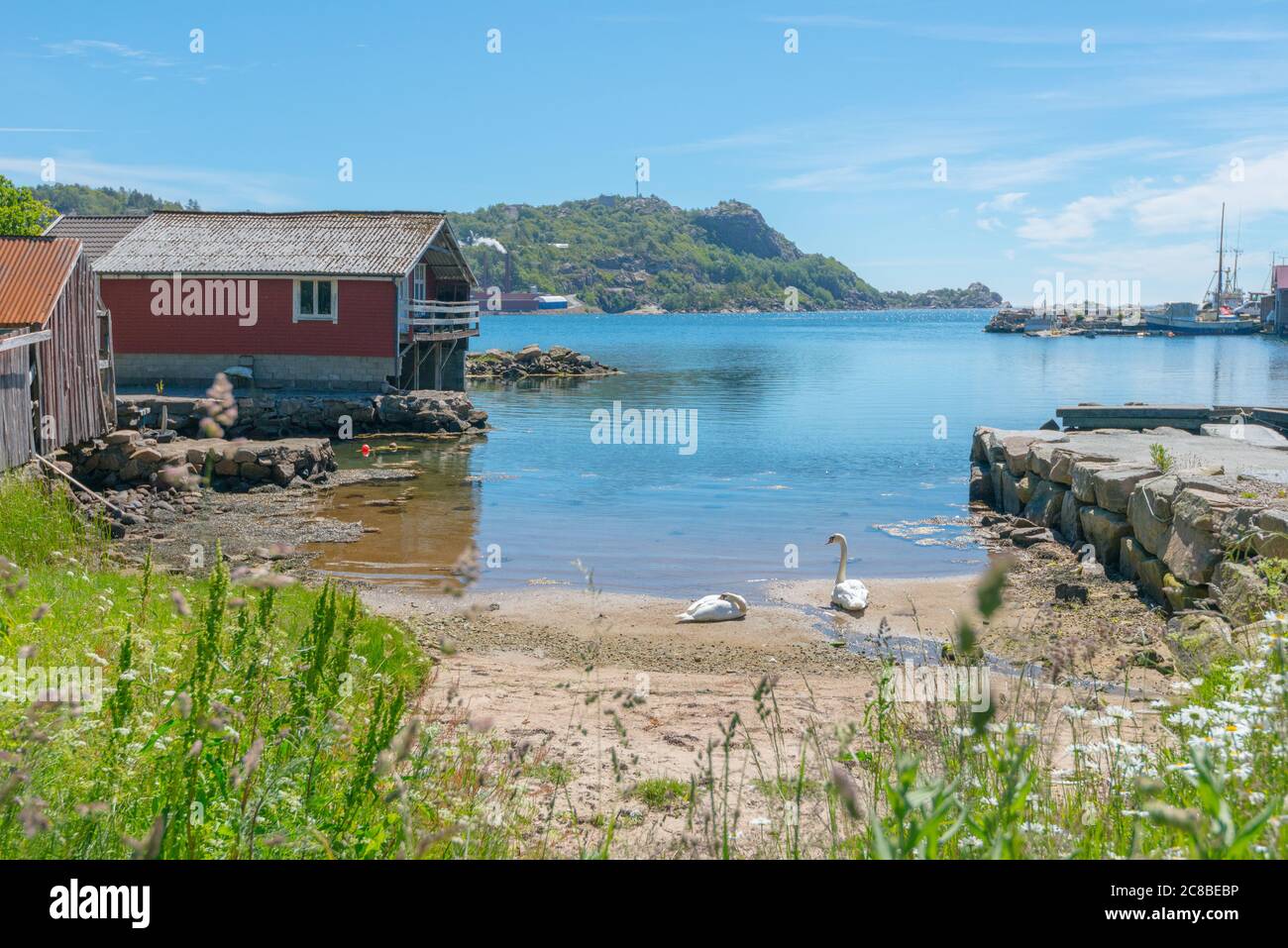 Mute Schwan Paar an einem kleinen Strand. Stockfoto