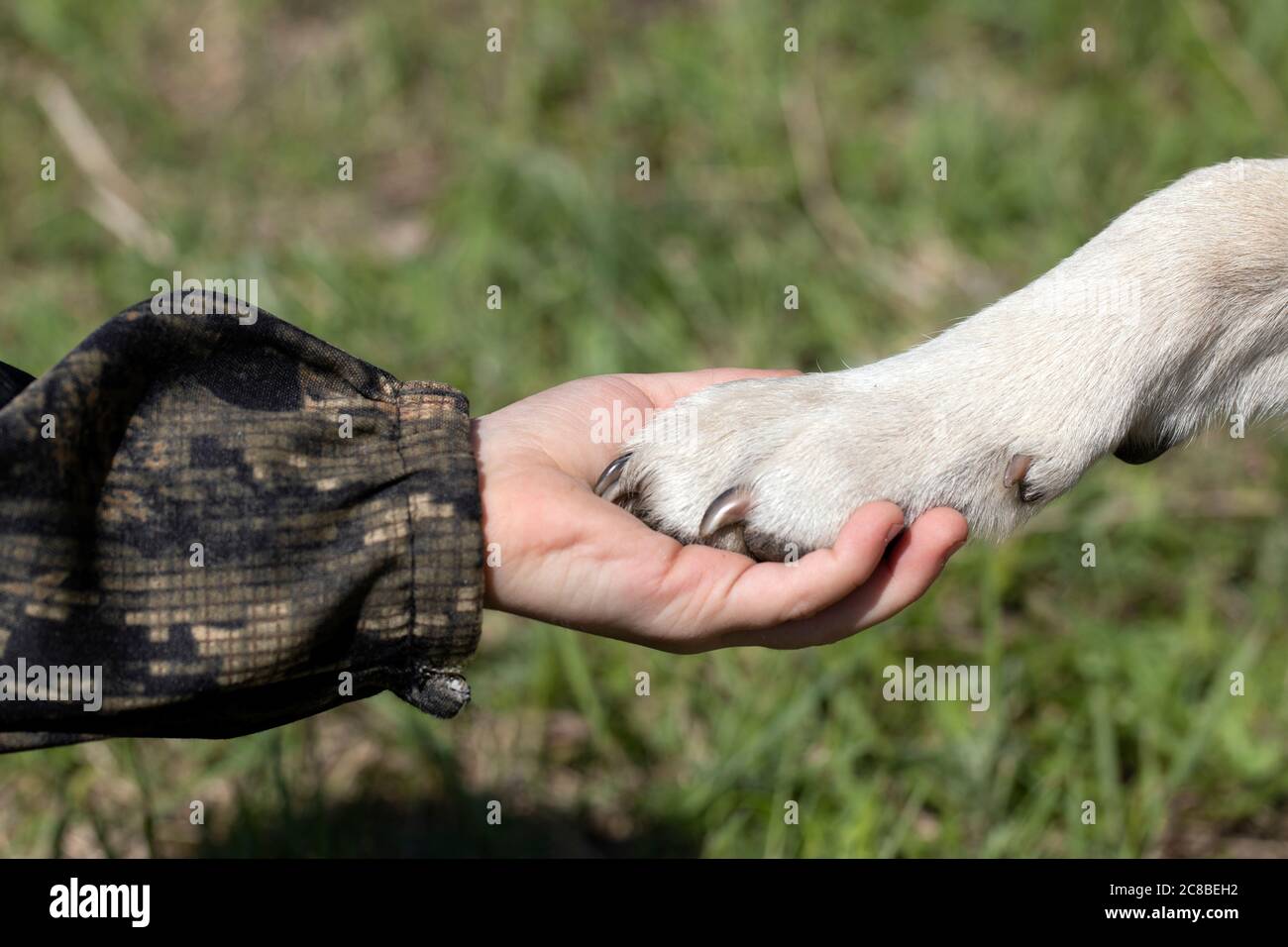 Handschlag der Hundepfote als Zeichen des Vertrauens des Menschen in das Tier. Hund ist Freund des kleinen Kindes. Befehl Paw geben. Stockfoto