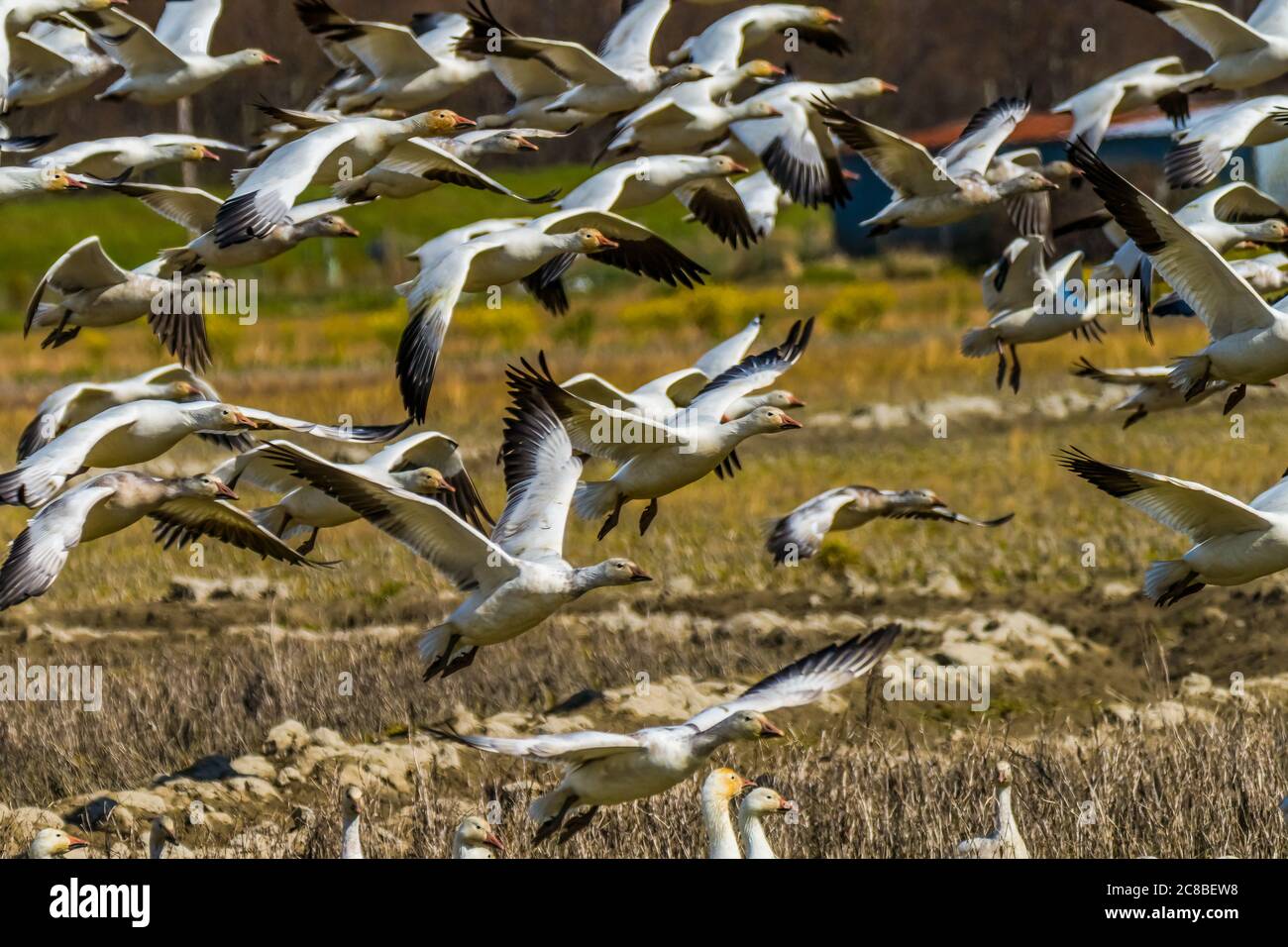 Viele Schneegänse heben und fliegen Skagit Valley Washington Stockfoto