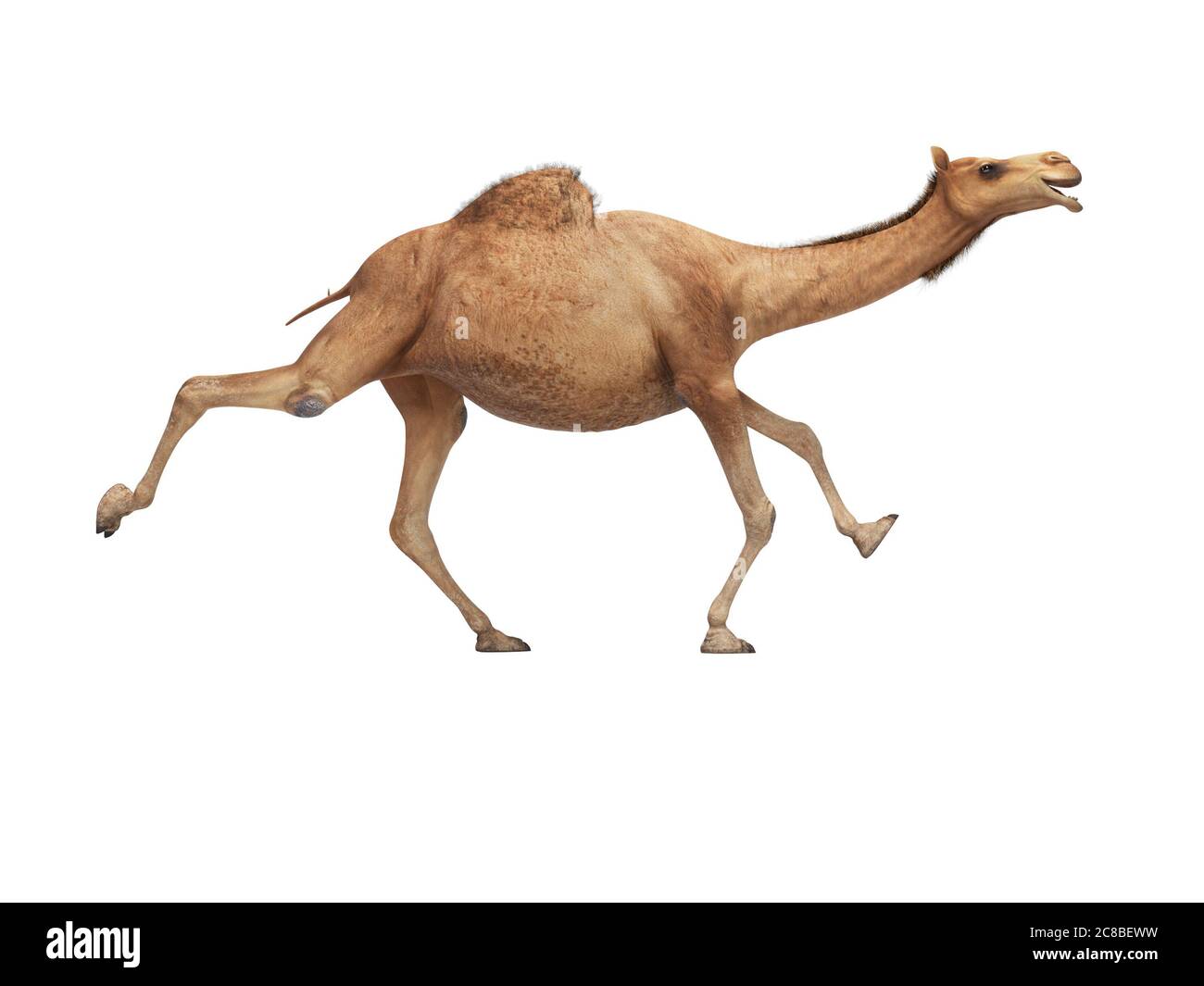 3d-Rendering Konzept von Kamel läuft auf weißem Hintergrund kein Schatten Stockfoto