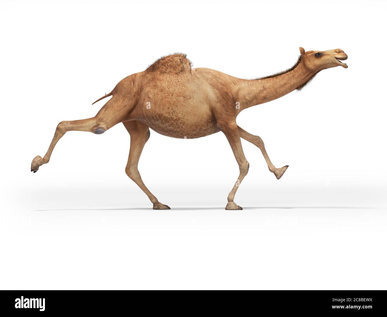 3d-Rendering-Konzept von Kamel läuft auf weißem Hintergrund mit Schatten Stockfoto