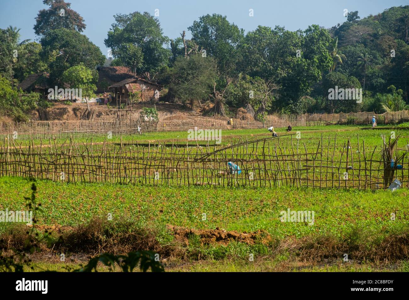 Bauern arbeiten auf dem Feld in Indien. Stockfoto