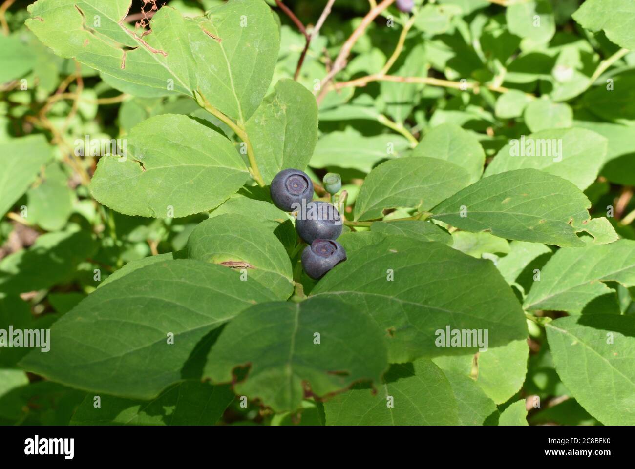 Drei reife Huckleberries, die nebeneinander wachsen, umgeben von leuchtend grünen Blättern im Sonnenlicht. Stockfoto