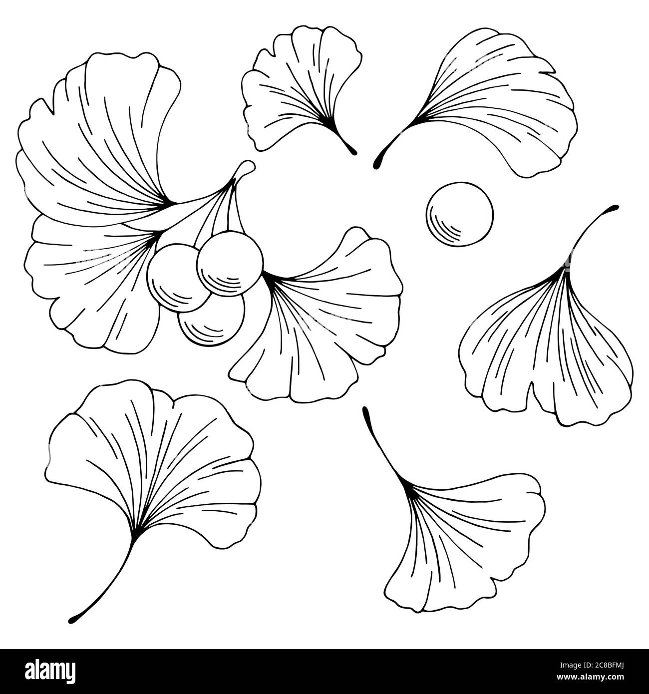 Ginkgo biloba Pflanze Grafik schwarz weiß isoliert Satz Illustration Vektor Stock Vektor
