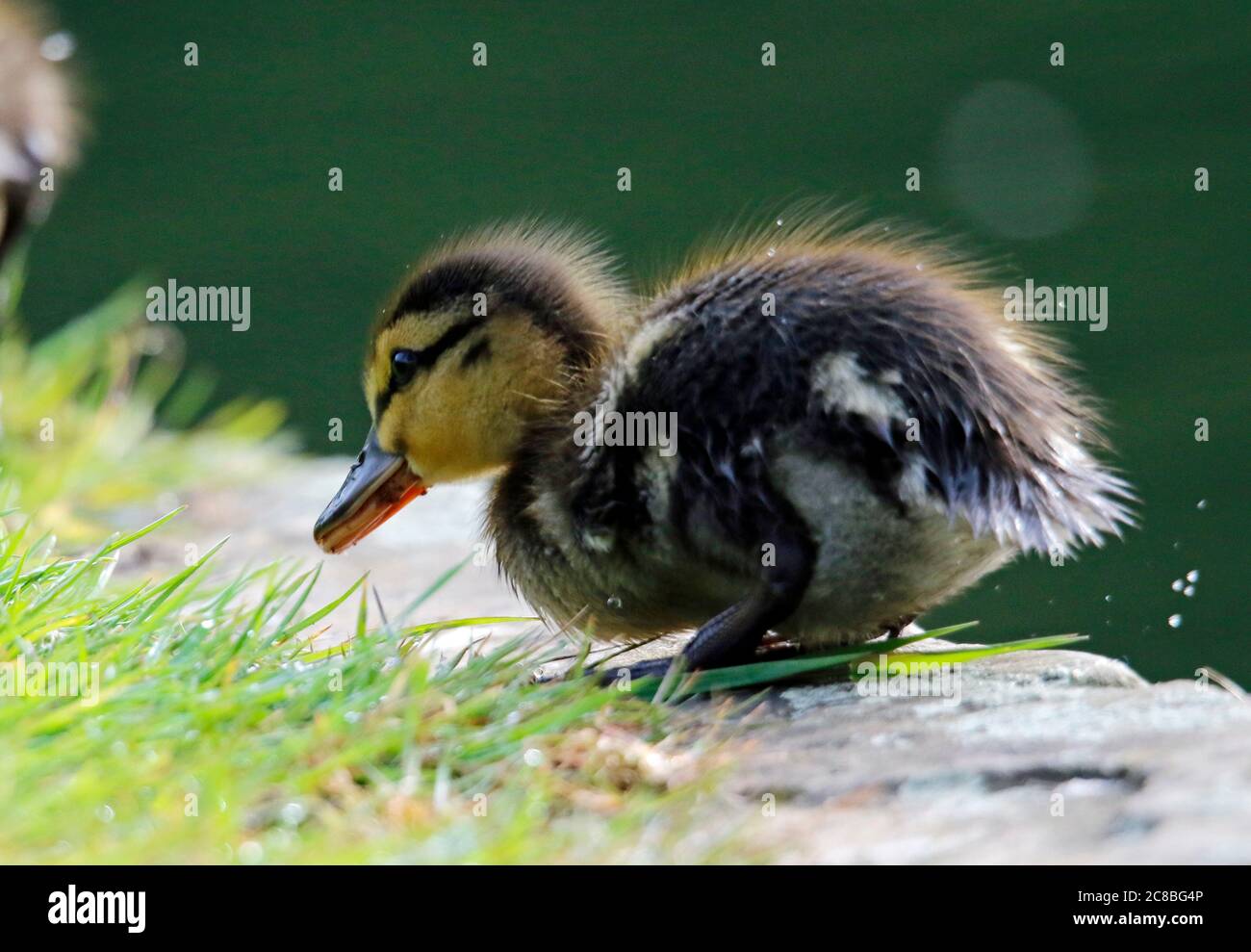 Mallard Entenküken erkunden den Fluss Stockfoto