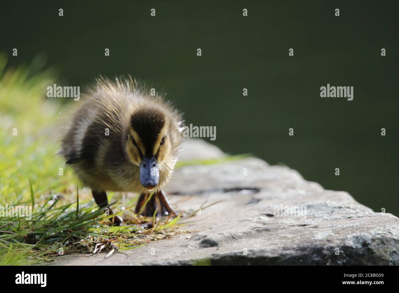 Mallard Entenküken erkunden den Fluss Stockfoto