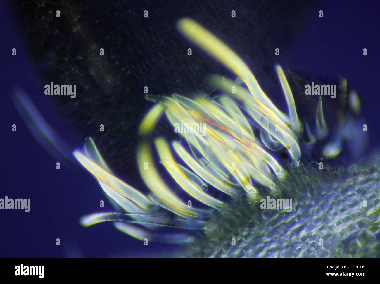 Mikroskopische Ansicht einer Daphne mezereum Pflanze Detail. Polarisiertes Licht, gekreuzte Polarisatoren. Stockfoto