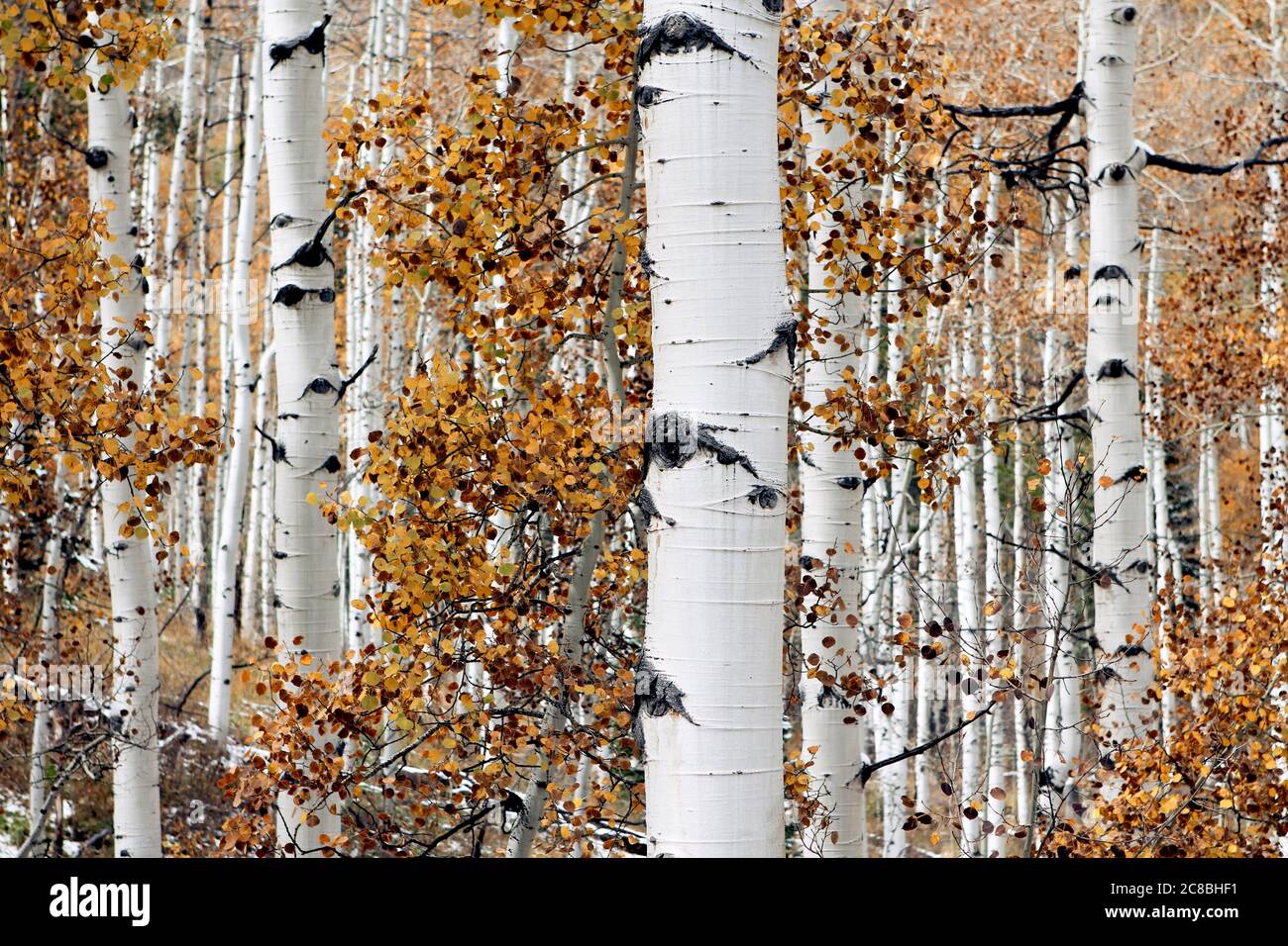 Weiße Birke Wald getrocknete Blätter aus nächster Nähe - Tapete Stockfoto